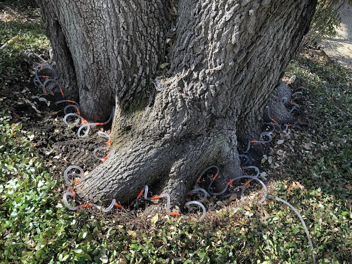 Detailed Tree Cabling and Bracing job site in New Kingston