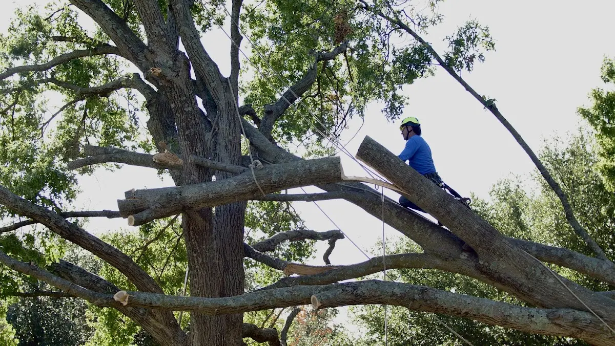 Professional Crown Thinning performed by certified arborists in New Kingston