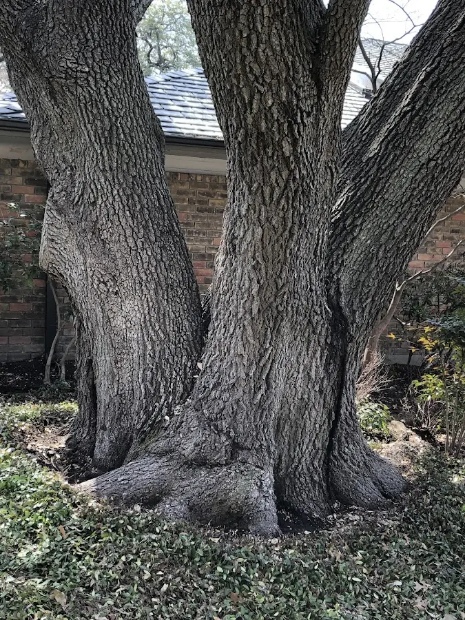 Mature heritage tree close to a New Kingston property cared for by certified arborists